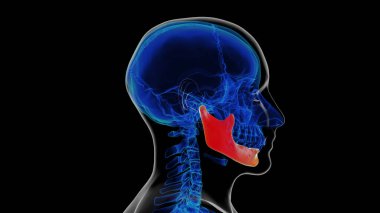 Tıbbi Konsept için İnsan İskeleti Kafatası Çene Kemiği Anatomisi 3 boyutlu Görüntü