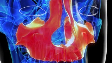 Tıbbi konsept 3 boyutlu animasyon için insan iskeleti üst çene kemiği anatomisi