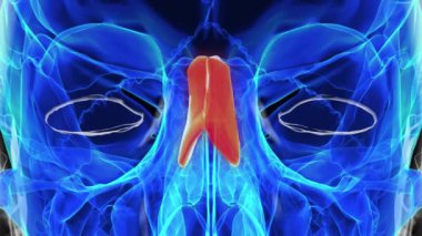 İnsan iskeleti burun kemiği anatomisi 3 boyutlu animasyon