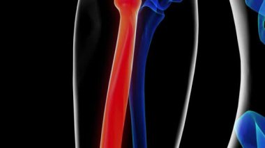 Tıbbi konsept için insan iskeleti anatomisi yarıçapı kemiği 3 boyutlu animasyon