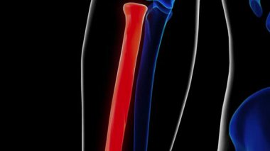 Tıbbi konsept için insan iskeleti anatomisi yarıçapı kemiği 3 boyutlu animasyon