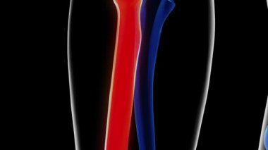 Tıbbi konsept için insan iskeleti anatomisi yarıçapı kemiği 3 boyutlu animasyon