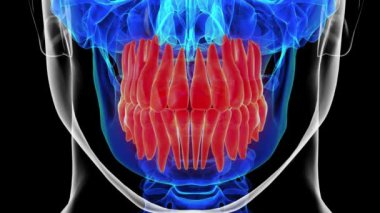 Tıbbi konsept için insan dişi anatomisi 3 boyutlu animasyon