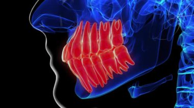 Tıbbi konsept için insan dişi anatomisi 3 boyutlu animasyon