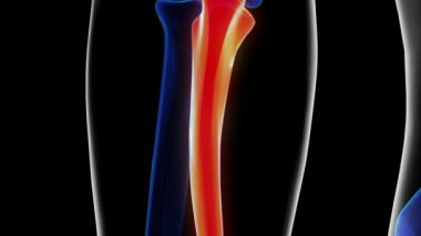 Tıbbi konsept 3 boyutlu animasyon için insan iskeleti dirsek kemiği anatomisi