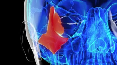 Tıbbi konsept 3 boyutlu animasyon için insan iskeleti elmacık kemiği anatomisi