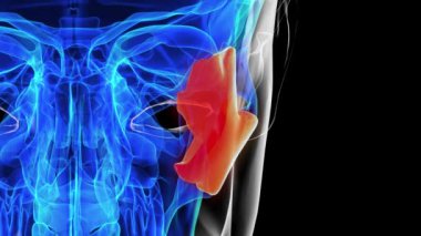 Tıbbi konsept 3 boyutlu animasyon için insan iskeleti elmacık kemiği anatomisi
