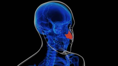 Tıbbi konsept 3 boyutlu illüstrasyon için insan iskeleti septal burun kıkırdağı anatomisi