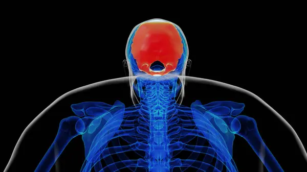 stock image Human skeleton skull occipital bone anatomy for medical concept 3D illustration