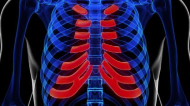 Tıbbi konsept 3 boyutlu animasyon için insan iskeleti kıkırdak anatomisi