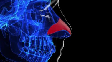 Tıbbi konsept 3 boyutlu animasyon için insan iskeleti burun kıkırdağı anatomisi