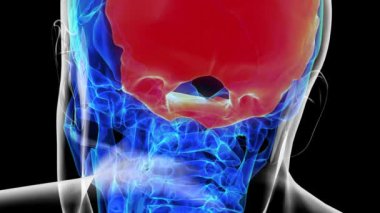 Tıbbi konsept 3 boyutlu animasyon için insan iskeleti oksipital kemik anatomisi