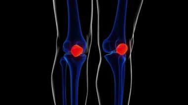 Tıbbi konsept 3D animasyon için insan iskeleti diz kapağı kemiği anatomisi