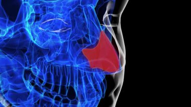 Tıbbi konsept 3 boyutlu animasyon için insan iskeleti septal burun kıkırdağı anatomisi