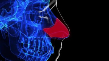Tıbbi konsept 3 boyutlu animasyon için insan iskeleti septal burun kıkırdağı anatomisi