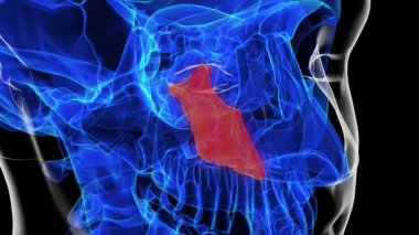 Tıbbi konsept 3 boyutlu animasyon için insan iskeleti vomer kemik anatomisi
