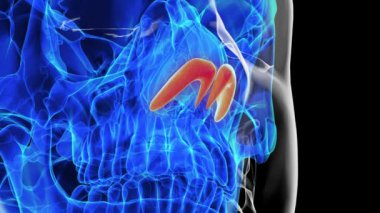 Tıbbi konsept 3 boyutlu animasyon için insan iskeleti alar kıkırdak anatomisi