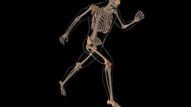 Tıbbi konsept 3 boyutlu animasyon için insan iskeleti diz kapağı kemiği acı anatomisi