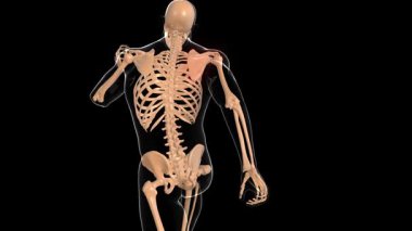 Tıbbi konsept 3 boyutlu animasyon için insan iskeleti kürek kemiği acı anatomisi