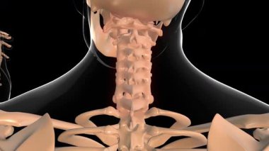 Tıbbi konsept 3 boyutlu animasyon için insan iskeleti boyun omuru acı anatomisi