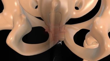 Tıbbi konsept 3 boyutlu animasyon için insan iskeleti kuyruksokumu kemiği acı anatomisi