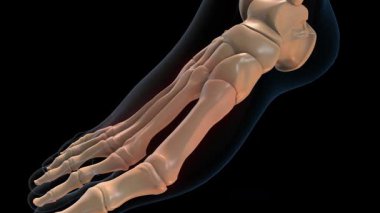 İnsan iskeleti metatarsal kemikler tıbbi konsept için acı anatomisi 3 boyutlu animasyon