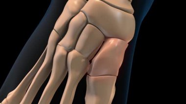Tıbbi konsept 3 boyutlu animasyon için insan iskeleti orta çivi yazısı acı anatomisi