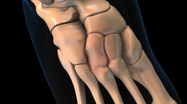 Tıbbi konsept 3 boyutlu animasyon için insan iskeleti yanal çivi kemiği acı anatomisi