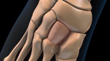 Tıbbi konsept 3 boyutlu animasyon için insan iskeleti orta derece çivi yazısı acı anatomisi