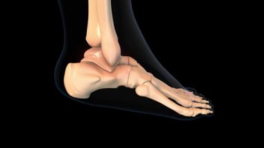 Tıbbi konsept 3 boyutlu animasyon için insan iskeleti talus kemiği acı anatomisi