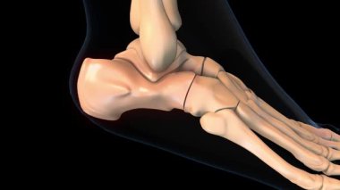 İnsan iskeleti kalkanezi ya da topuk kemiği ağrısı anatomisi tıbbi konsept 3 boyutlu animasyon için.