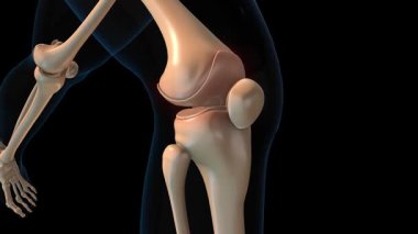 İnsan iskeleti eklem ağrısı anatomisi tıbbi konsept 3 boyutlu animasyon için