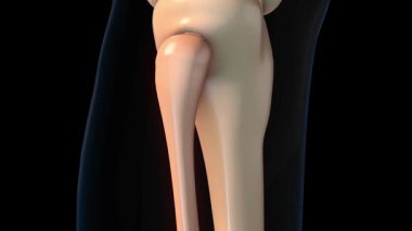İnsan iskeleti fibula kemiği acı anatomisi tıbbi konsept 3 boyutlu animasyon için