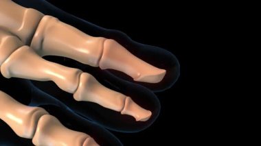 Ayak parmağı kemiklerinin iskelet distal parmak kemikleri tıbbi konsept 3 boyutlu animasyon için acı anatomisi