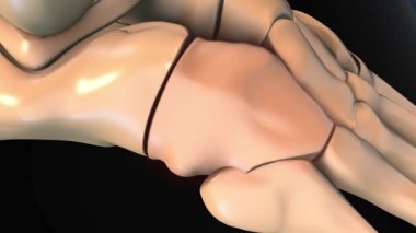 Tıbbi konsept 3 boyutlu animasyon için insan iskeleti küboid kemik ağrısı anatomisi
