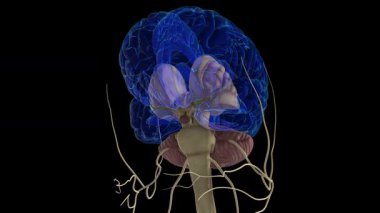 Tıbbi konsept için insan beyin anatomisi 3 boyutlu animasyon
