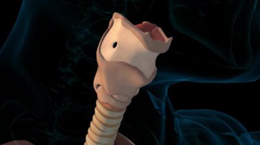 Tıbbi 3 boyutlu animasyon için insan ciğerleri solunum sistemi anatomisi