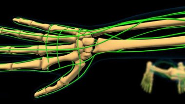 Tıbbi konsept 3 boyutlu animasyon için insan lenf düğümleri anatomisi