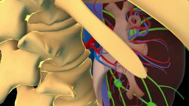 Tıbbi konsept 3 boyutlu animasyon için insan böbreği anatomisi