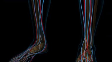 Tıbbi konsept 3 boyutlu animasyon için insan kalbi dolaşım sistemi anatomisi