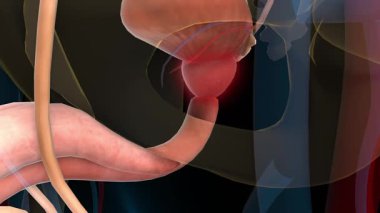 Tıbbi konsept 3 boyutlu animasyon için insan idrar sistemi prostat bezi anatomisi