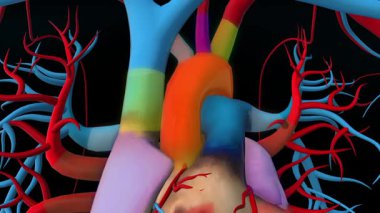 Tıbbi konsept için insan kalbi anatomisi 3 boyutlu animasyon