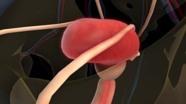 Tıbbi konsept 3 boyutlu animasyon için insan idrar kesesi anatomisi