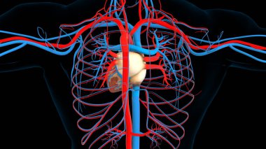 Tıbbi konsept için insan kalp dolaşım sistemi anatomisi 3 boyutlu resim