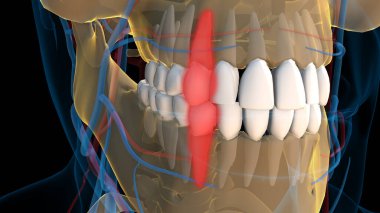 Tıbbi konsept için insan dişi köpek dişi anatomisi 3 boyutlu illüstrasyon