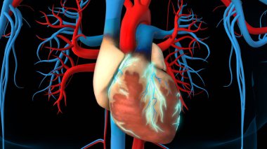 Tıbbi konsept 3 boyutlu illüstrasyon için insan kalbi koroner arter anatomisi