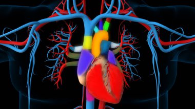 Tıbbi Konsept için İnsan Kalbi Anatomisi 3 boyutlu İllüstrasyon