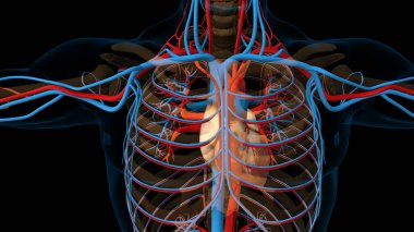 Tıbbi konsept için insan kalp dolaşım sistemi anatomisi 3 boyutlu resim