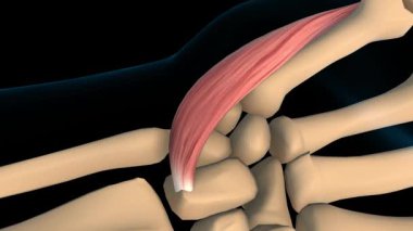 Kaçırıcı digiti quinti brevis el kası tıbbi konsept 3D animasyon için