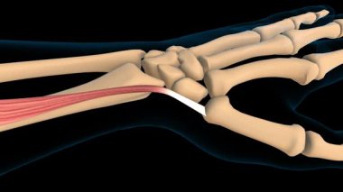 Kaçırıcı pollikis uzun kas anatomisi tıbbi konsept 3 boyutlu animasyon için